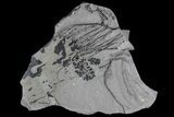 Plant Fossils (Sphenopteridium & Cordaites) - Kinney Quarry, NM #80413-2